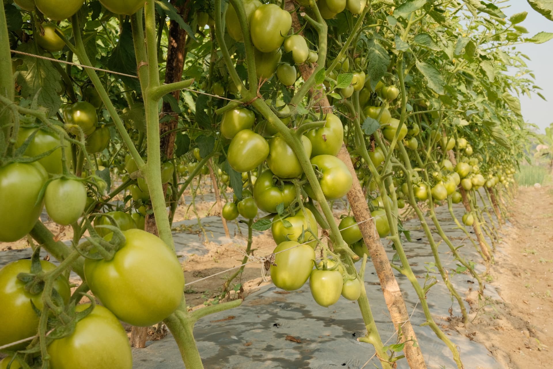Agricultural field view 2