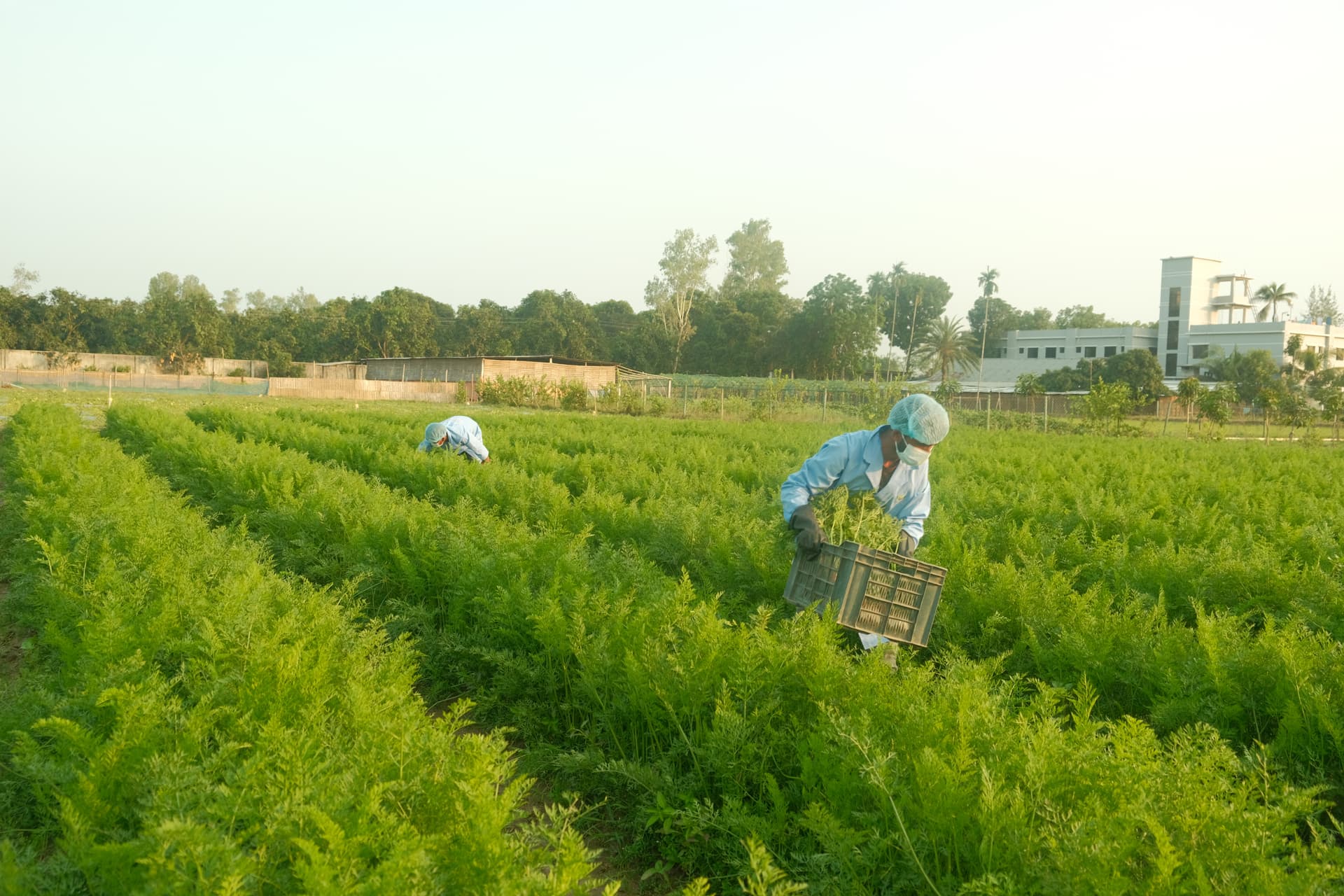 Agricultural field view 3