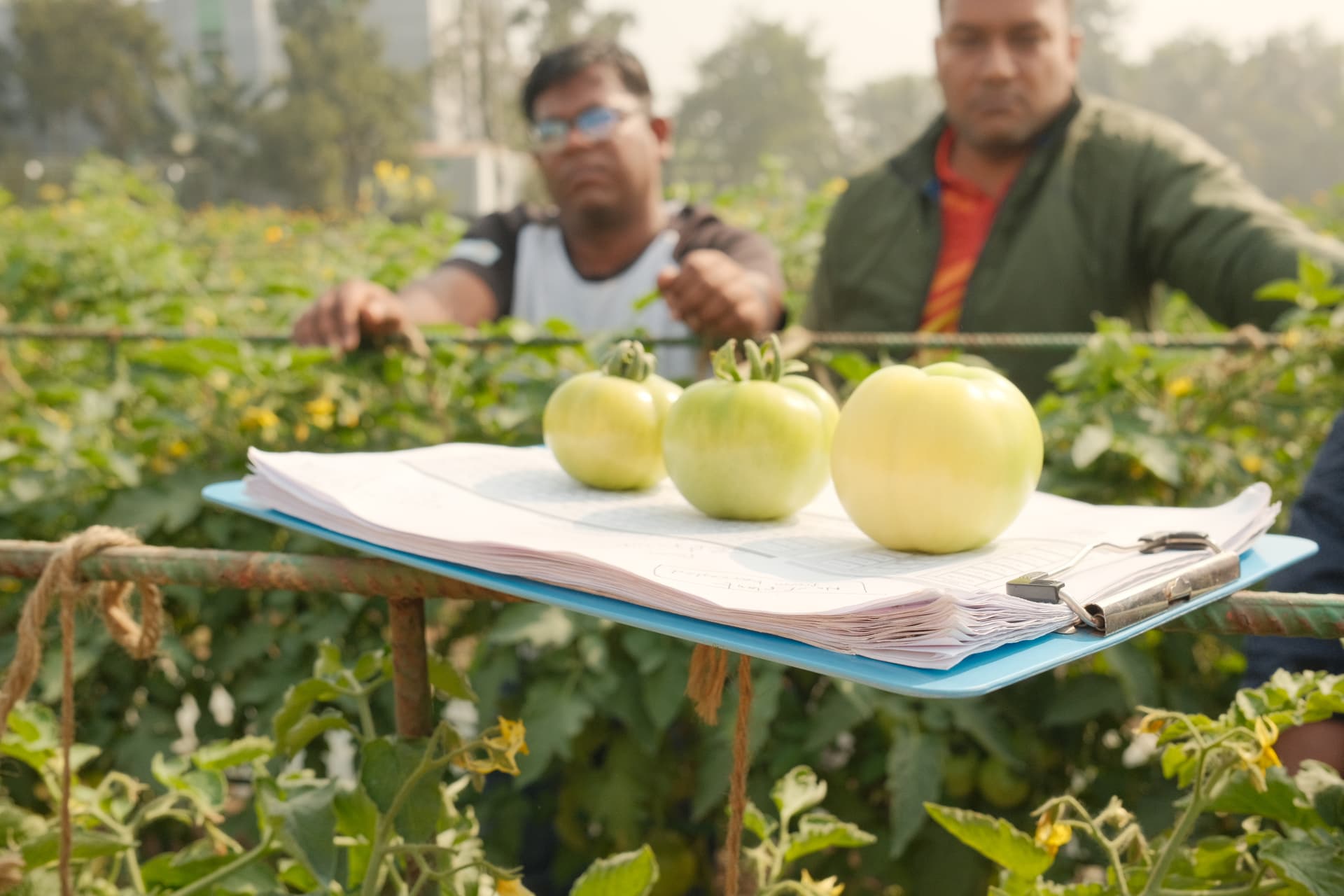 Uncompromising quality - seed selection and quality control