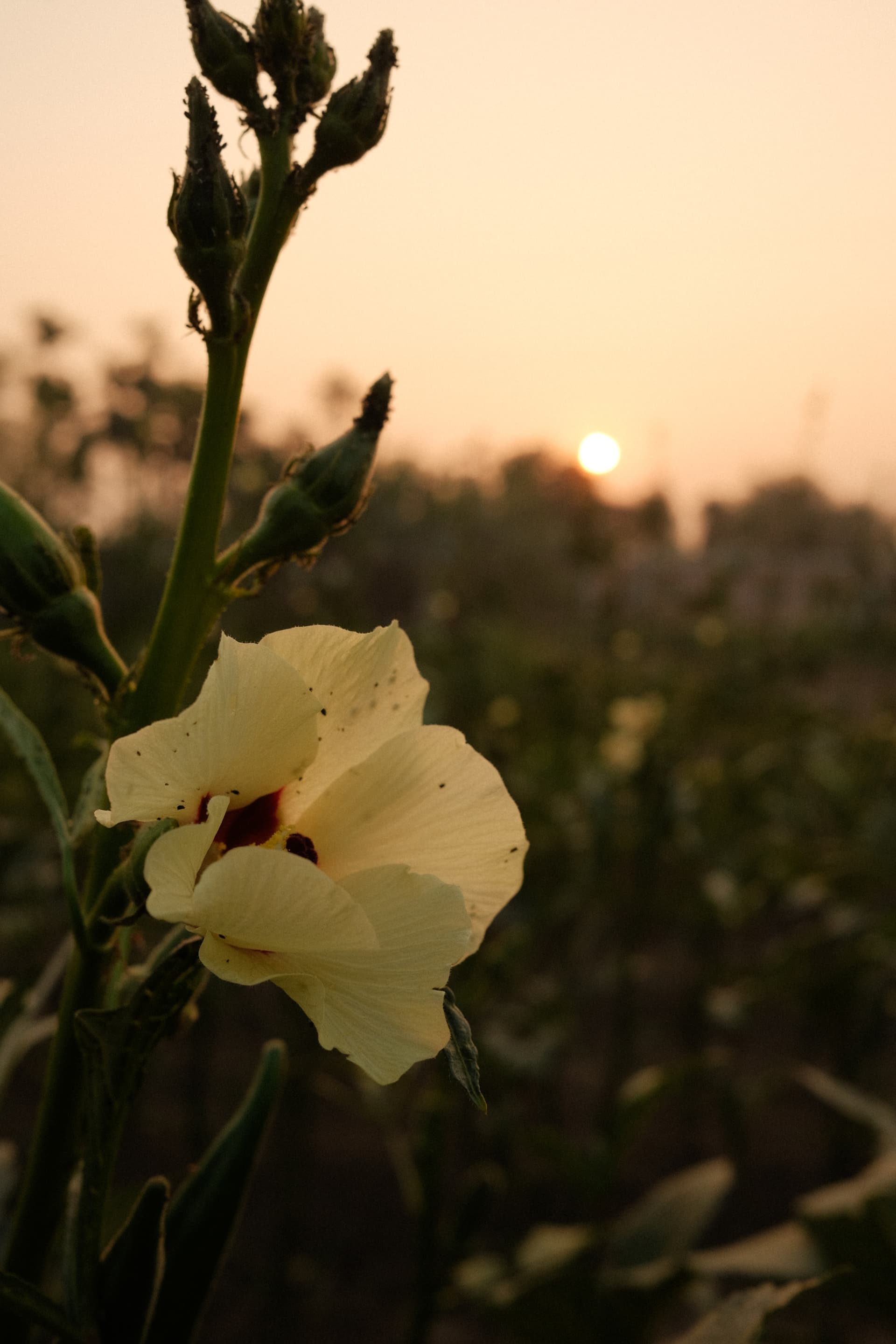 From our trial beds
to your fields - image 3