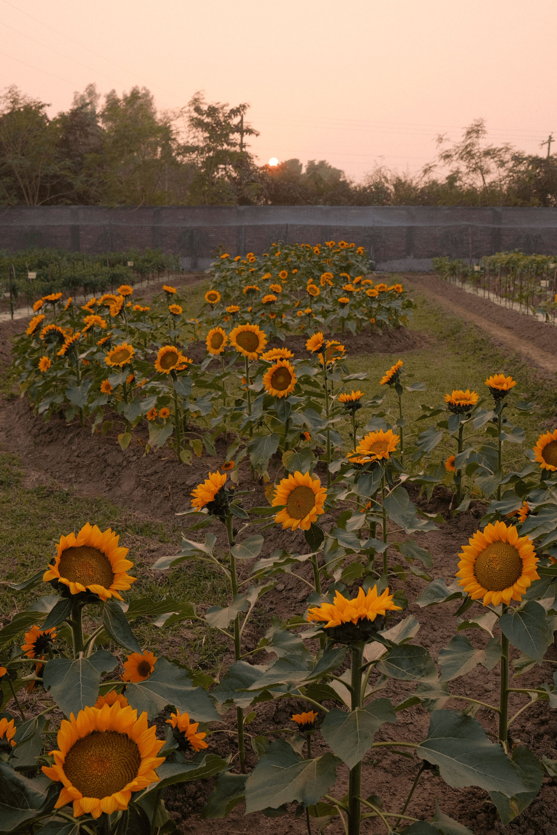 From our trial beds
to your fields - image 1