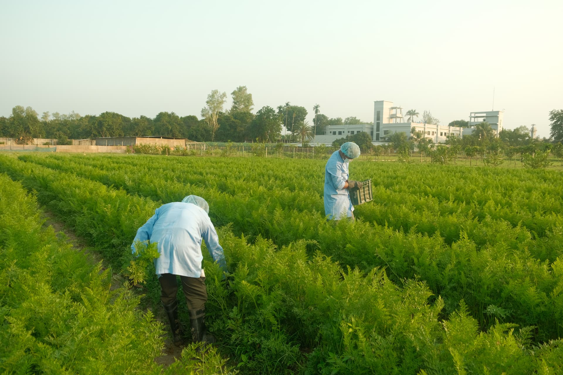 Certified farms across Bangladesh - image 2