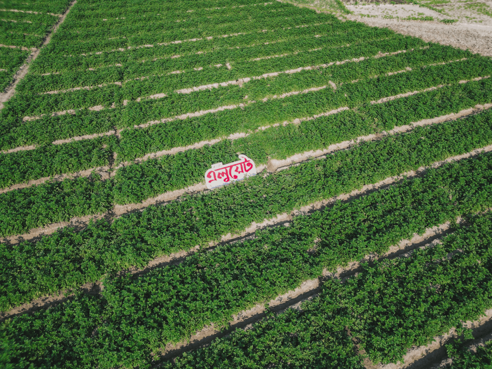 Potato seeds