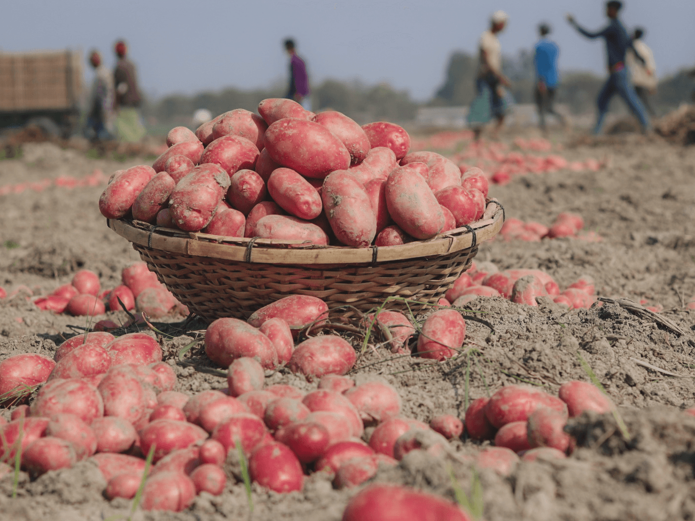 Carefully selected varieties developed through global partnerships - image 2