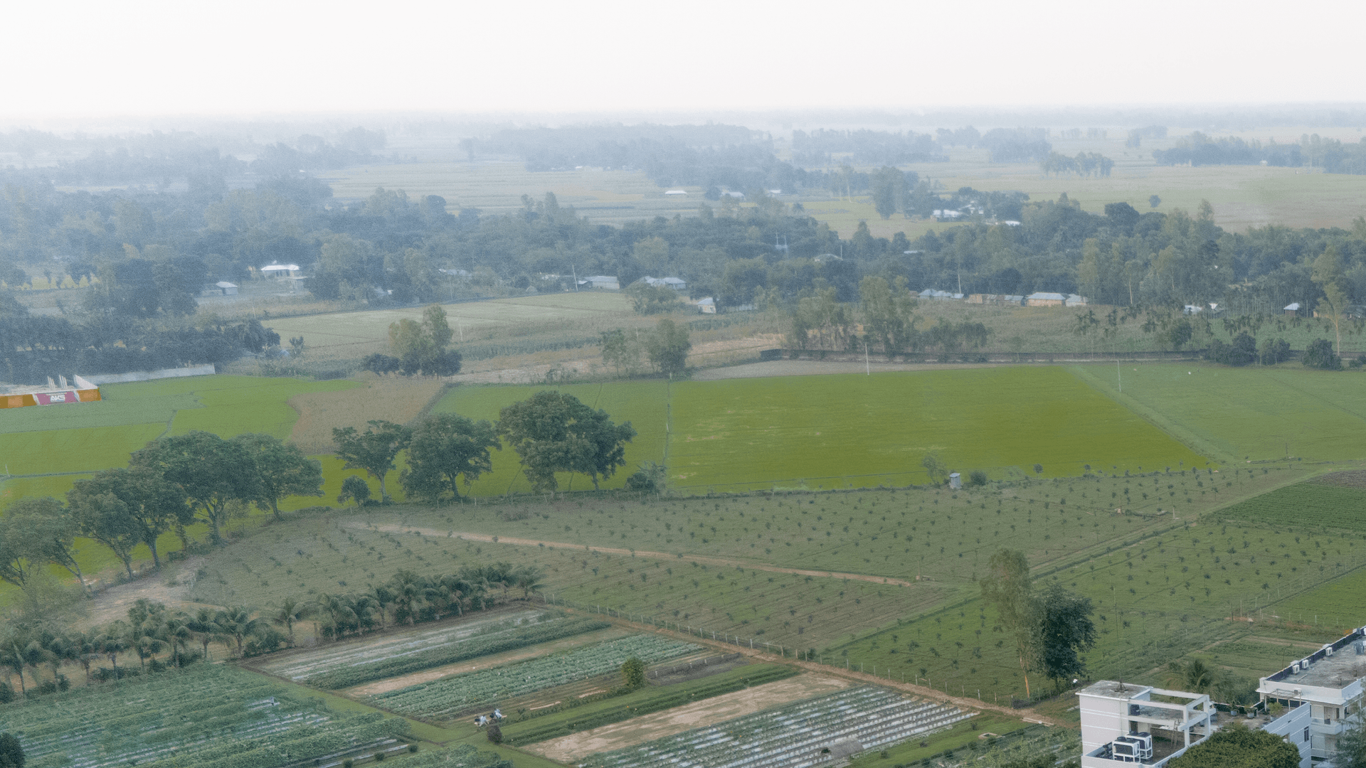 Malik Seeds farm - aerial view grid