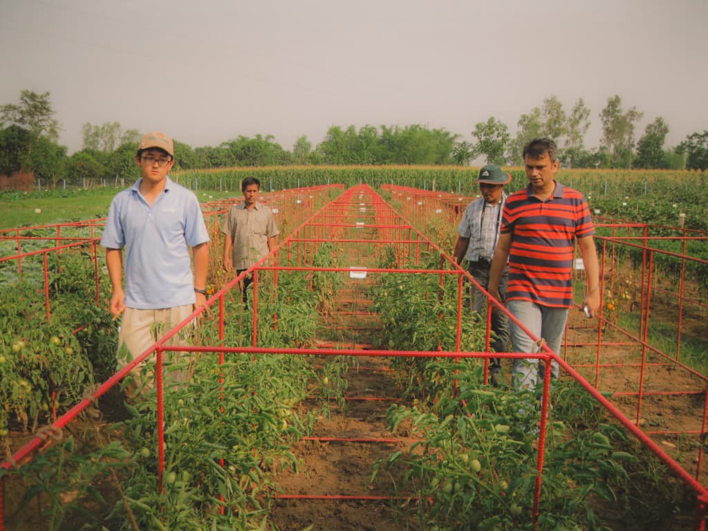 Malik Seeds R&D farm
