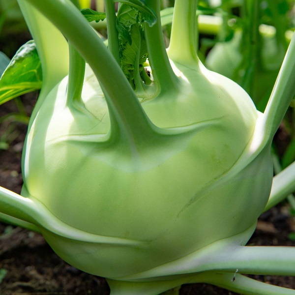 Kohlrabi Varieties Ar Malik Seeds Pvt Ltd