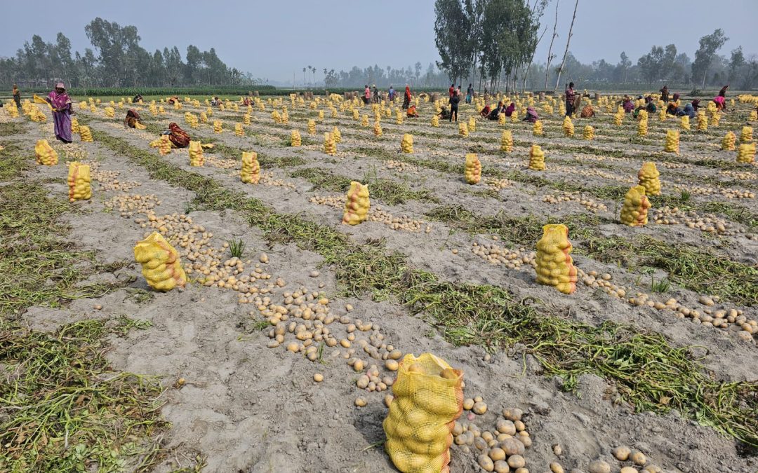 Malik Seeds potato varieties export to Singapore and Malaysia