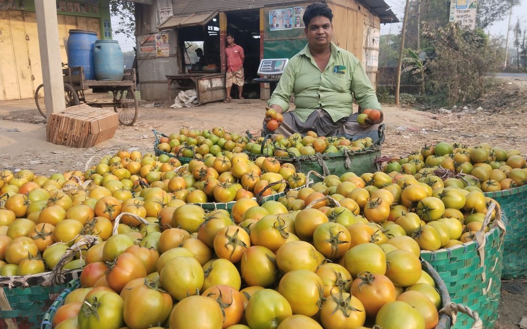 Malik Seeds tomatos and red chilis export to Malaysia